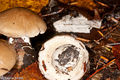 Hygrophorus agathosmus